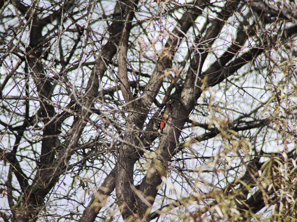 Great Spotted Woodpecker - ML644451225