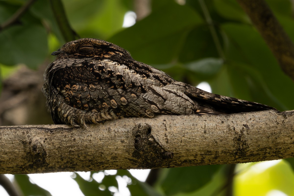 Лагс эргүүбор - ML644451226