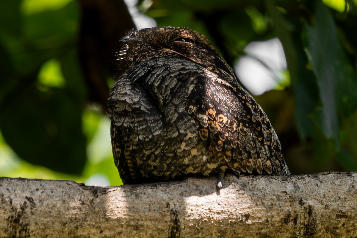 Лагс эргүүбор - ML644451227