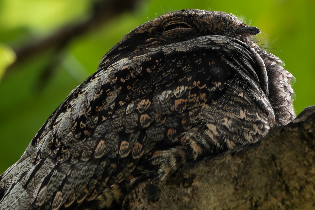 Лагс эргүүбор - ML644451228