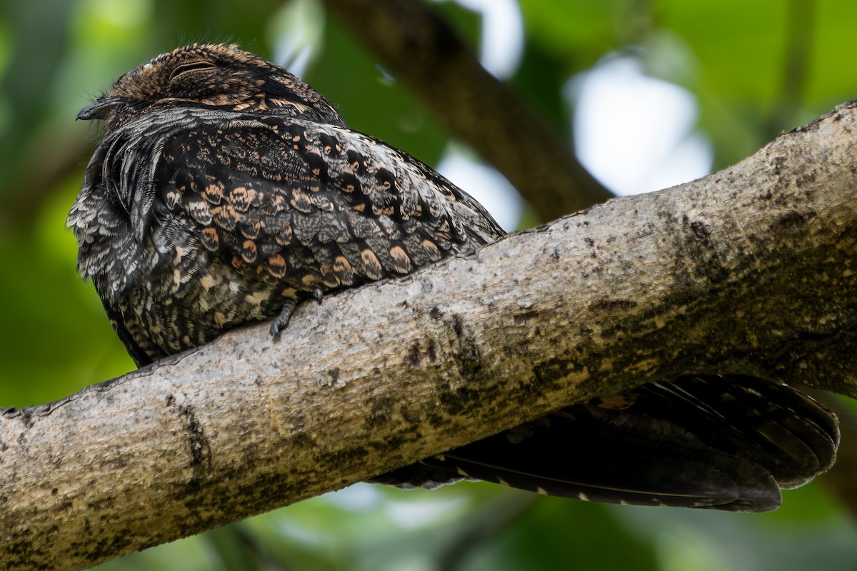 Лагс эргүүбор - ML644451229