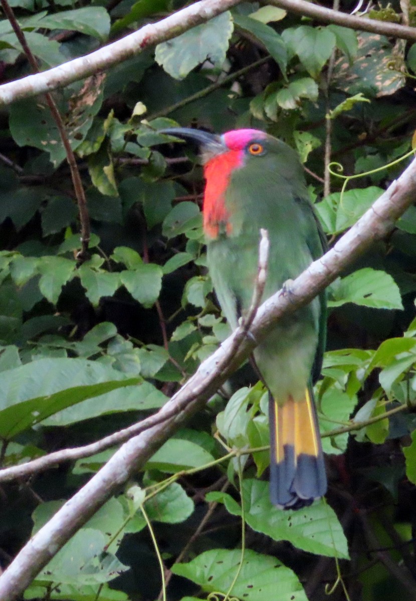 rødskjeggbieter - ML644451236