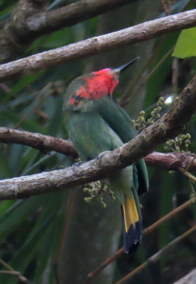 rødskjeggbieter - ML644451239