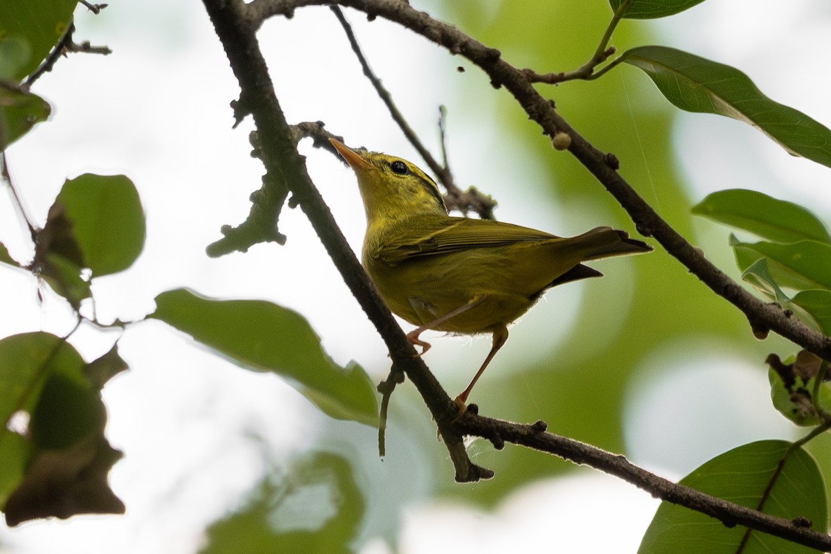 Sulphur-breasted Warbler - ML644451240