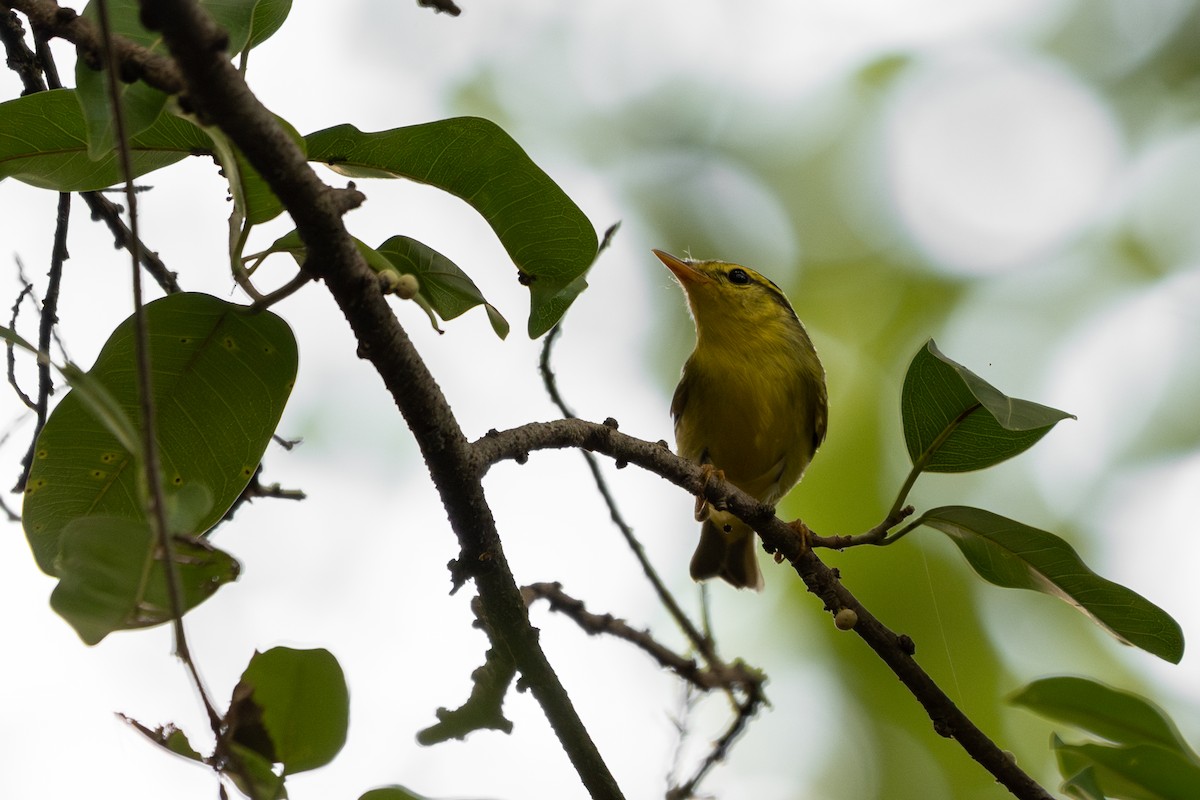 Sulphur-breasted Warbler - ML644451241
