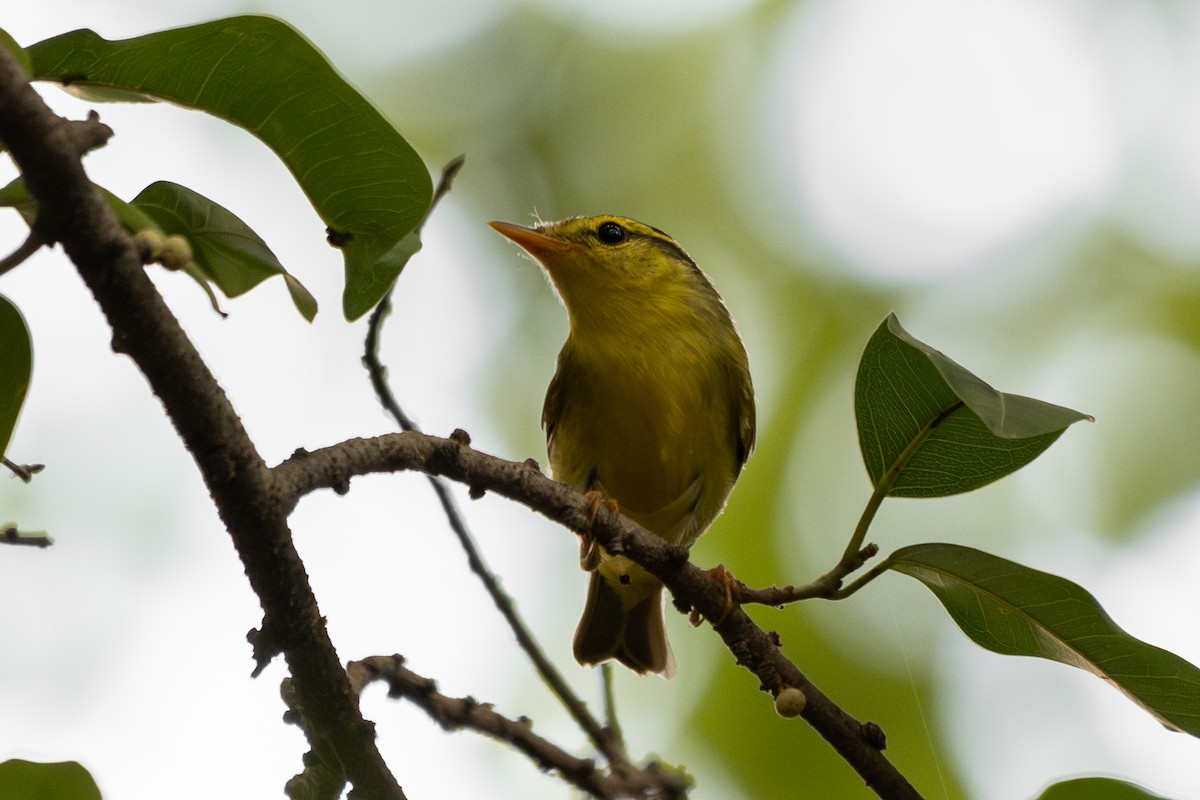 Sulphur-breasted Warbler - ML644451242