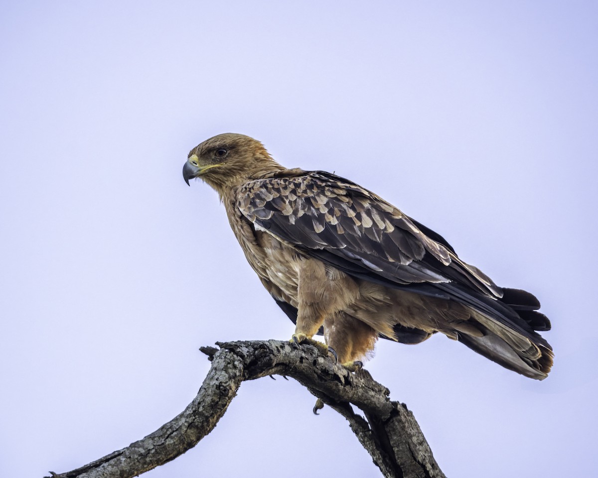 Tawny Eagle - ML644451244
