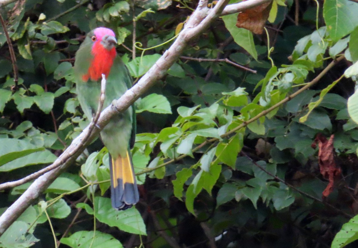 rødskjeggbieter - ML644451245