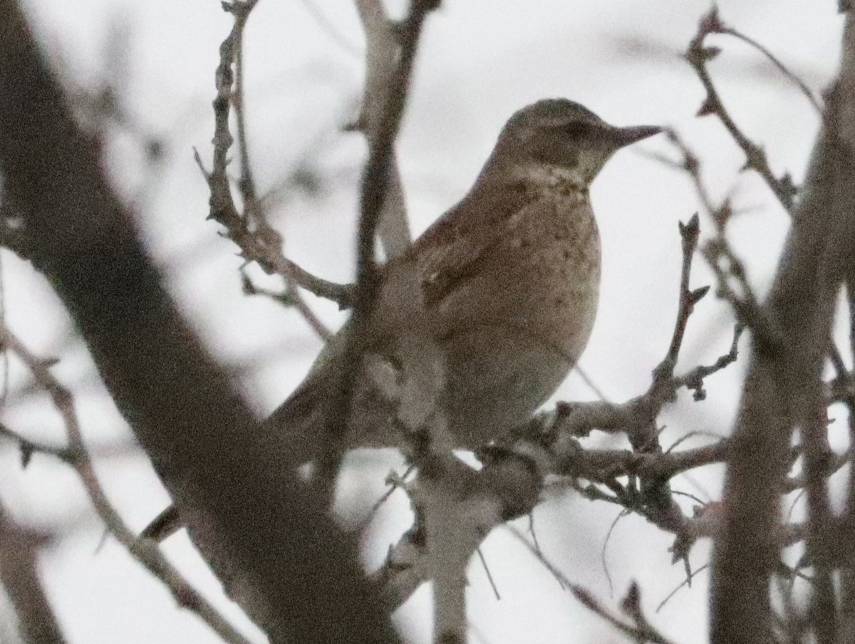 Birigarro gorrizta - ML644451248