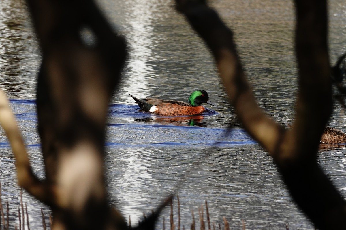 Chestnut Teal - ML644451249