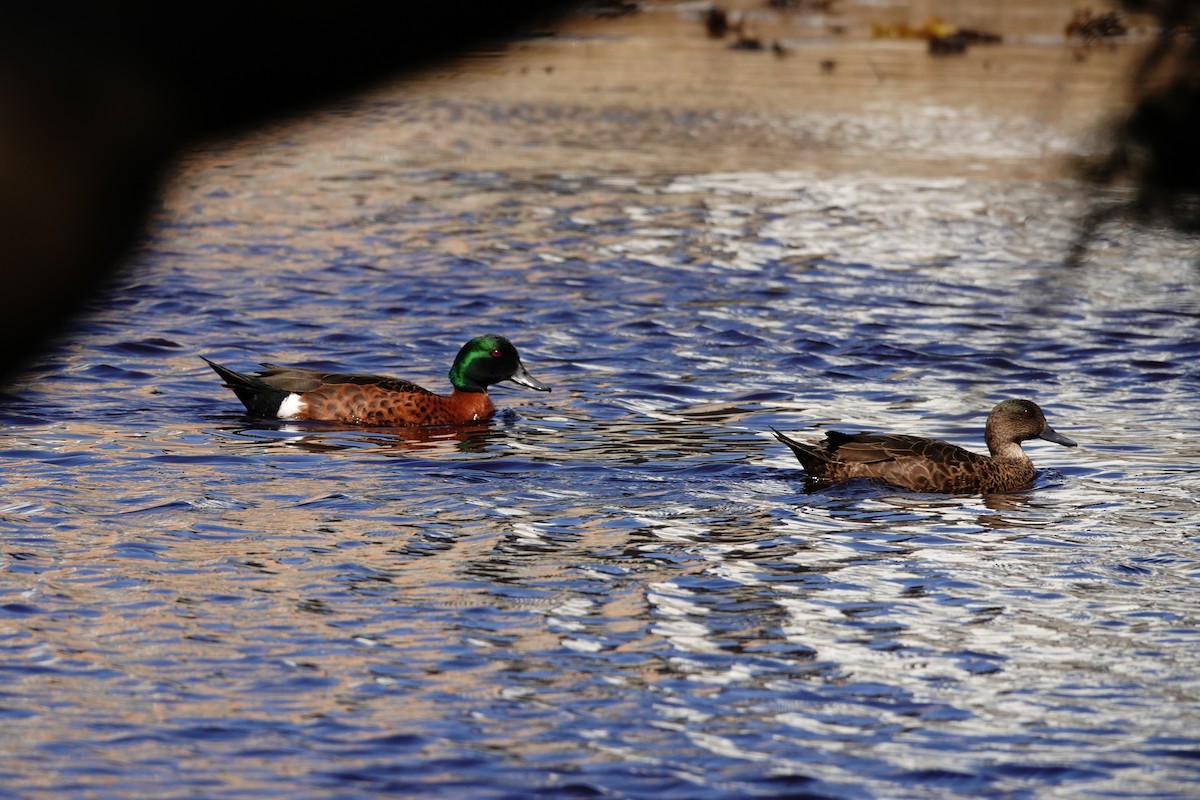 Chestnut Teal - ML644451250