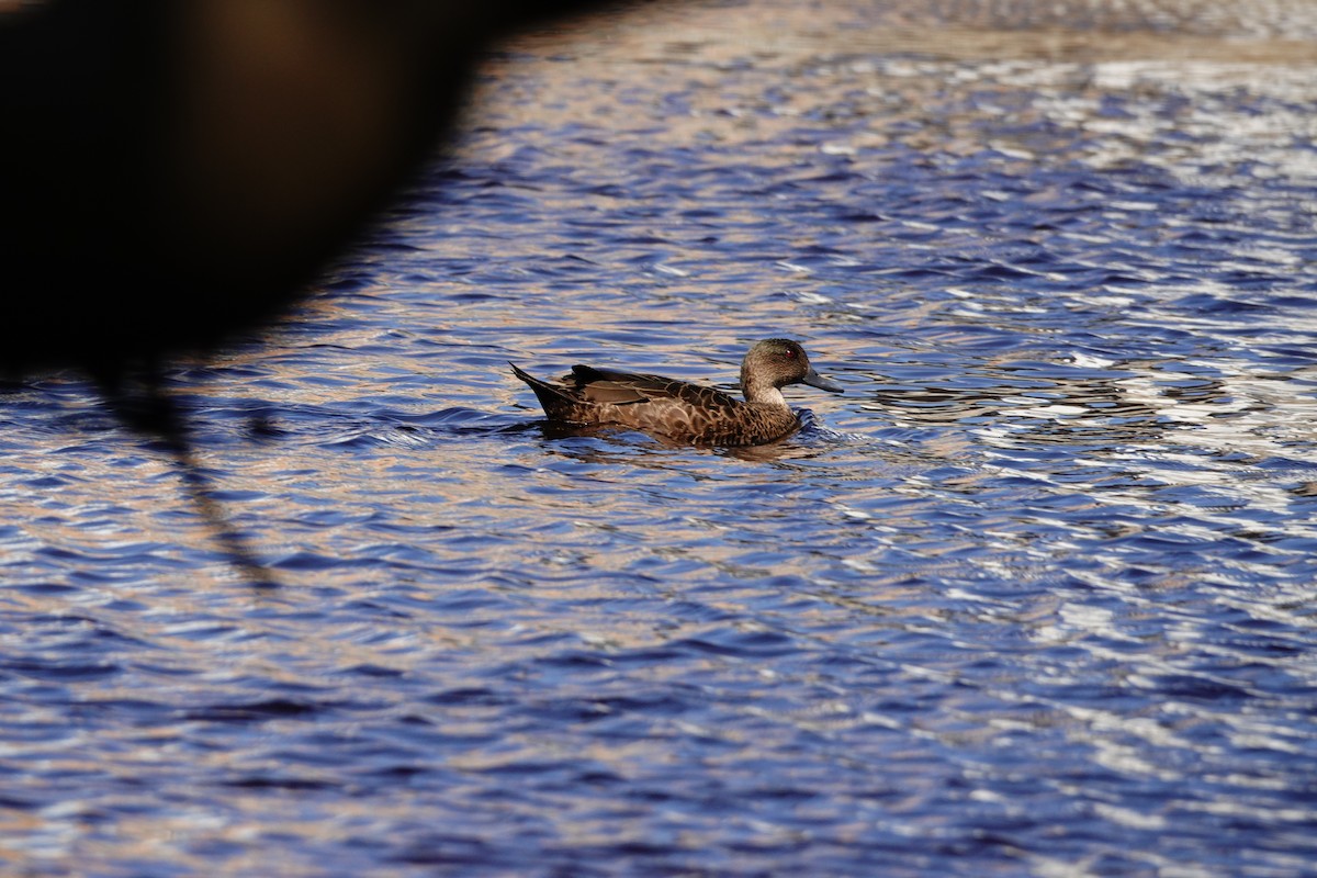 Chestnut Teal - ML644451251