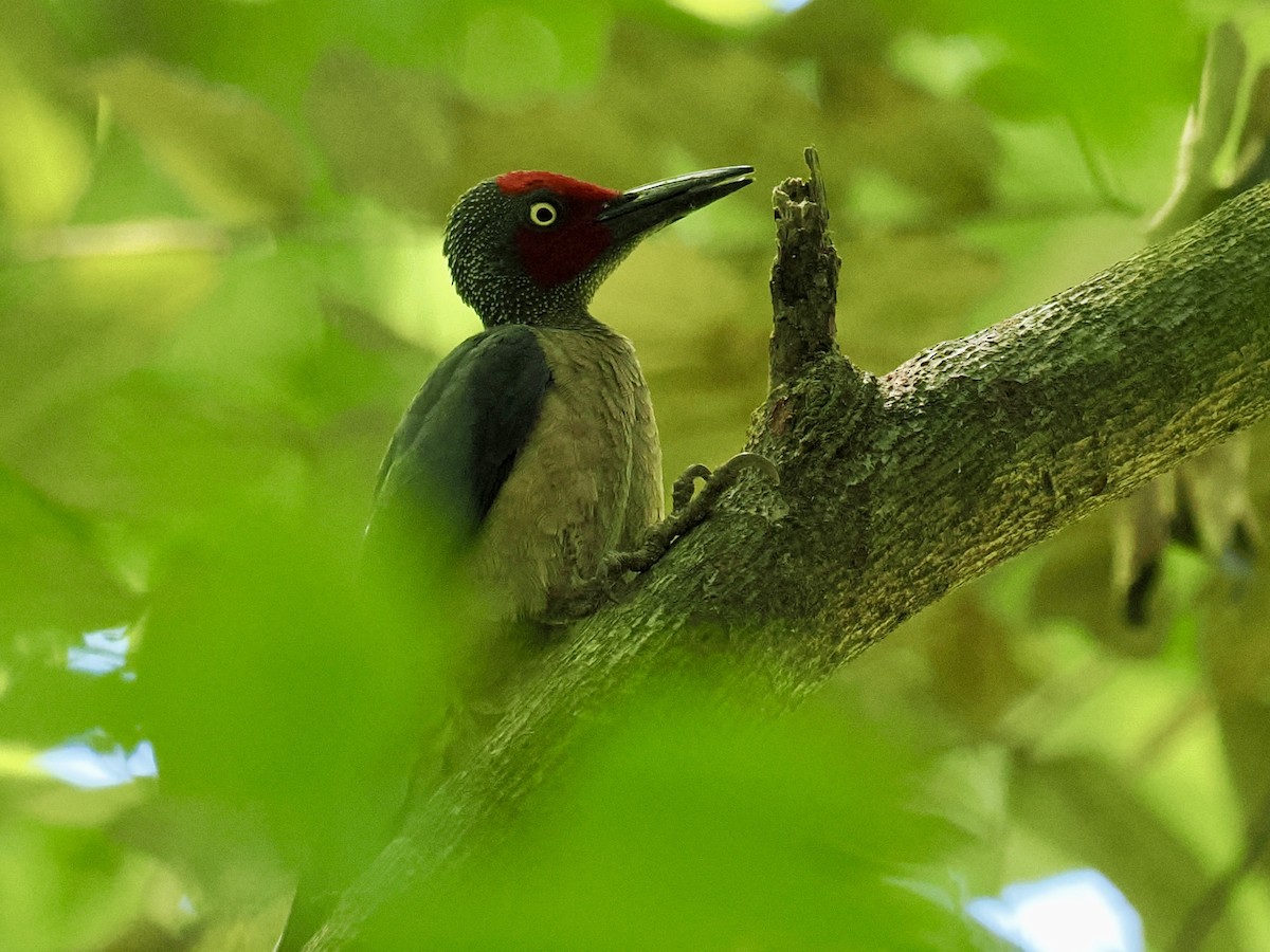 ツラアカボウシゲラ - ML644451256