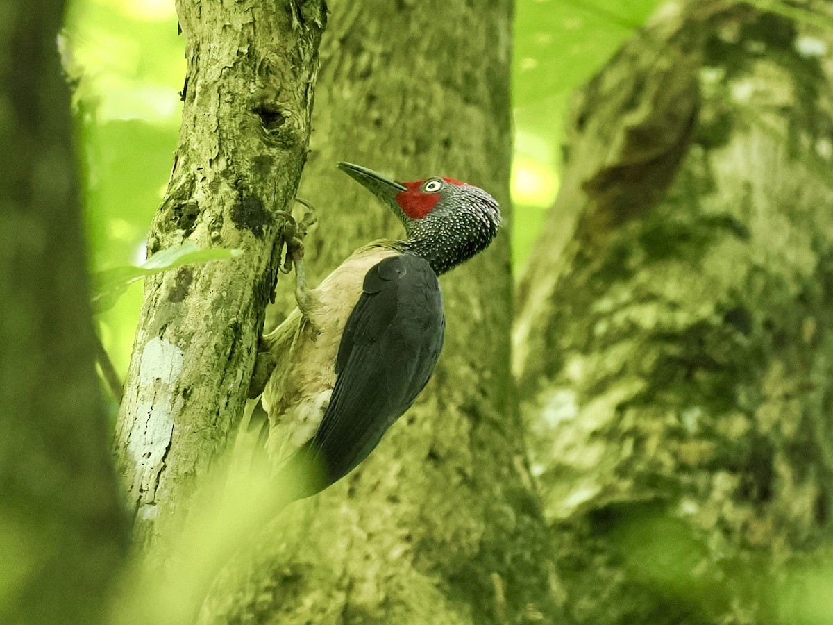 ツラアカボウシゲラ - ML644451257