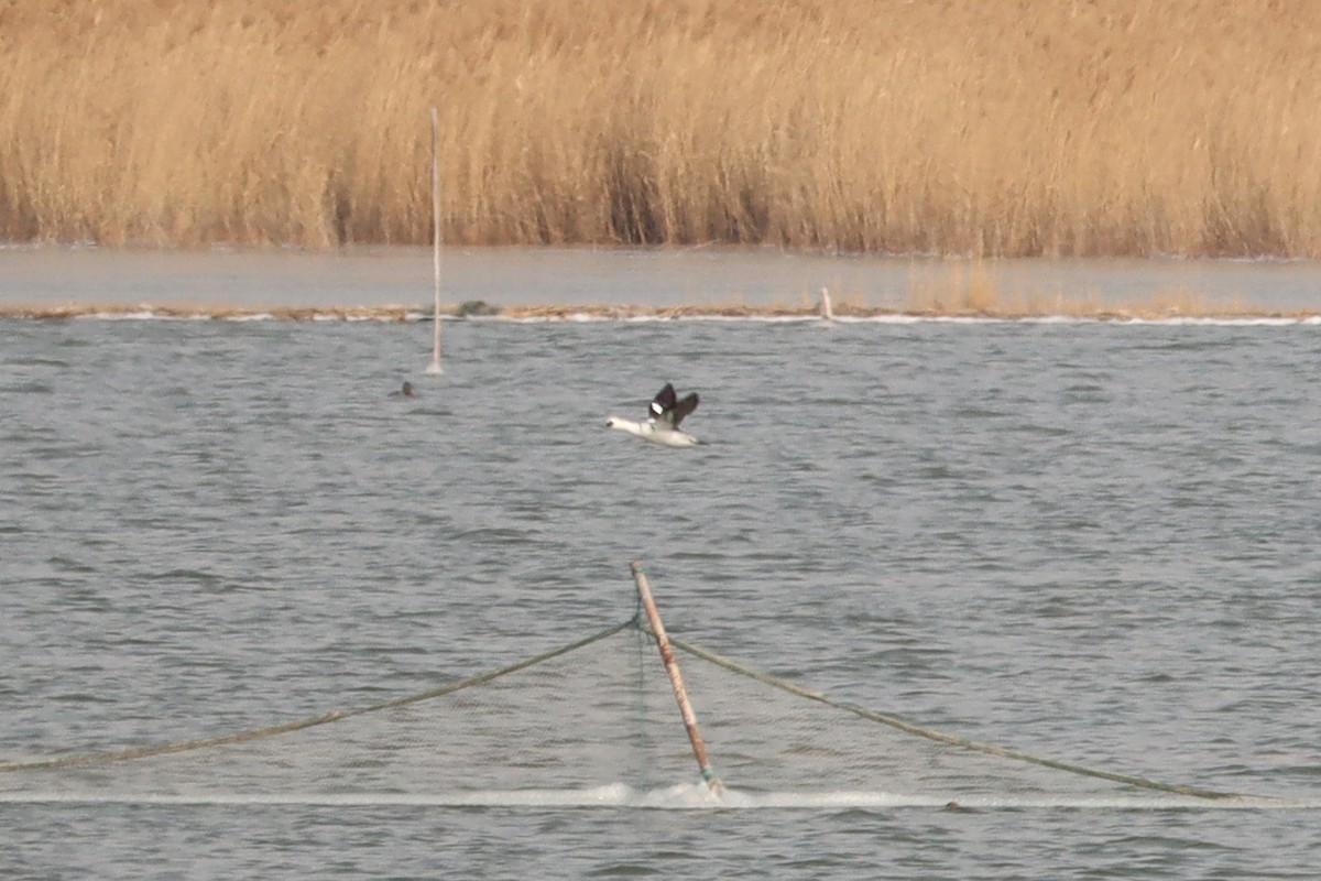 מרגון גמדי - ML644451259