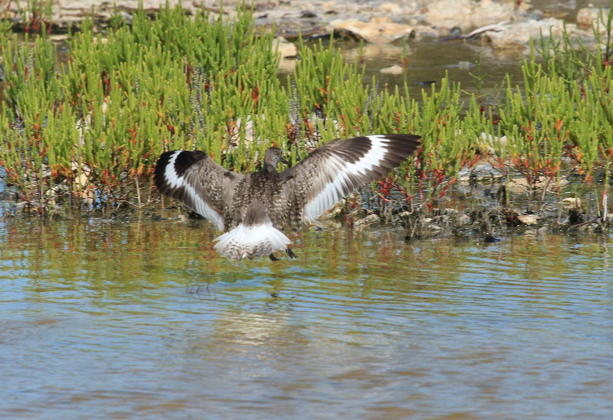 Chevalier semipalmé - ML644451266