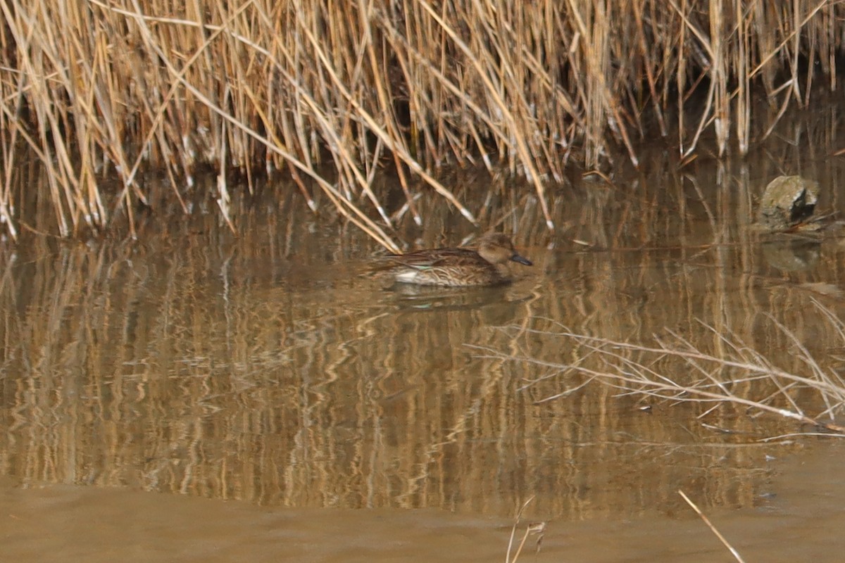 Green-winged Teal (Eurasian) - ML644451267