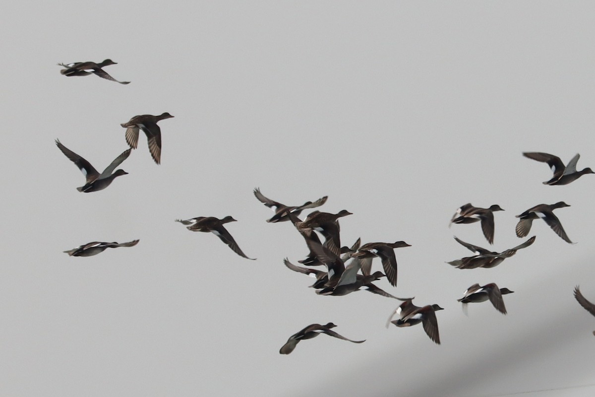 Нерозень - ML644451279