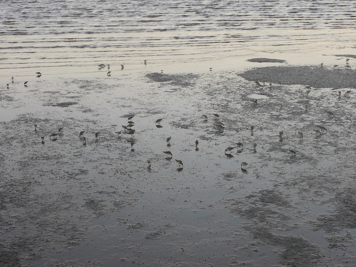 オバシギ - ML644451281