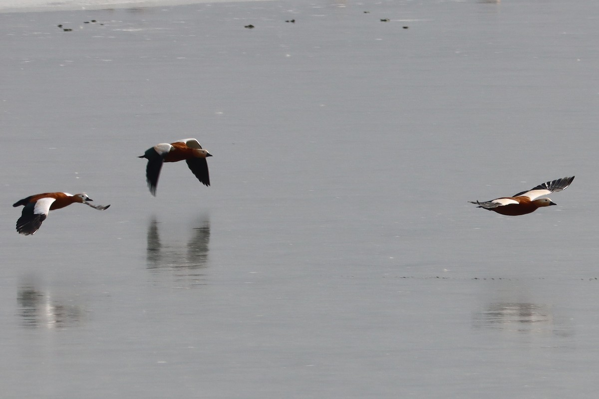 Ruddy Shelduck - ML644451282