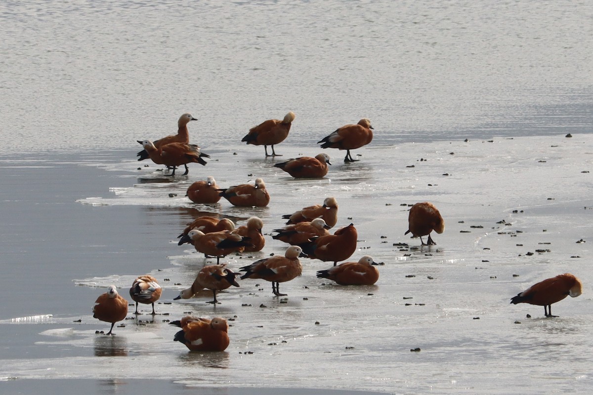 Ruddy Shelduck - ML644451283