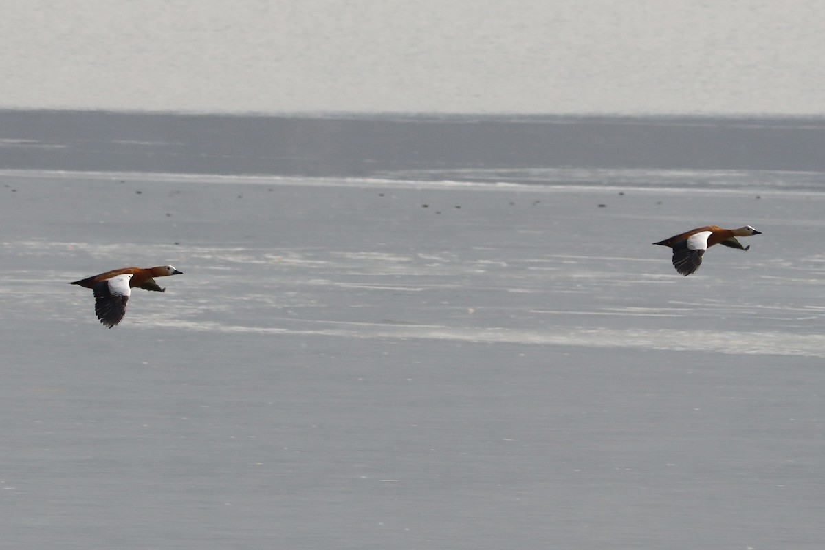 アカツクシガモ - ML644451284