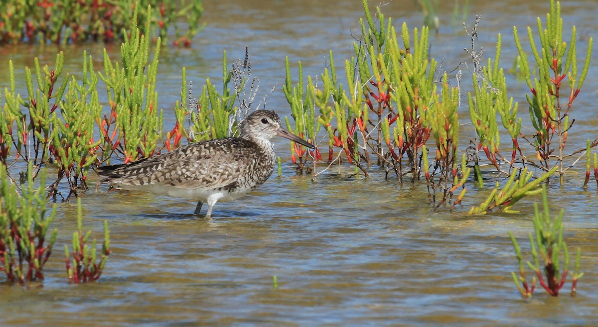 Chevalier semipalmé - ML644451286