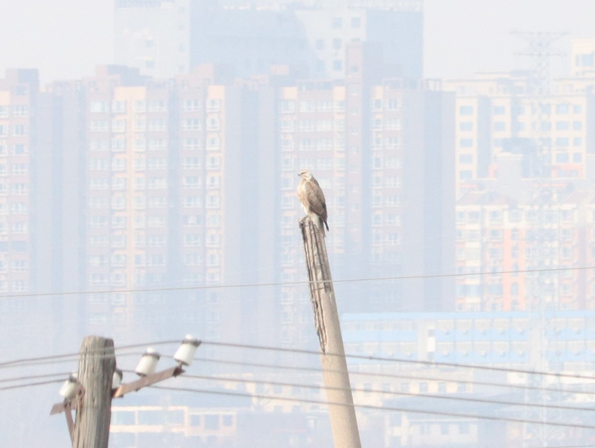 Upland Buzzard - ML644451290