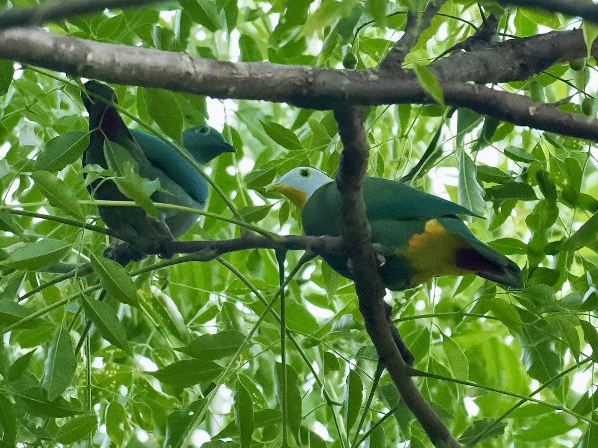 Black-naped Fruit-Dove - ML644451295