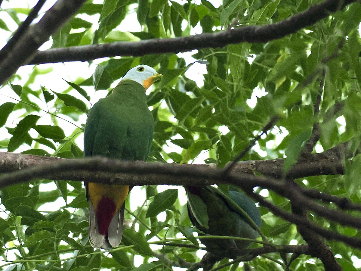 Black-naped Fruit-Dove - ML644451296