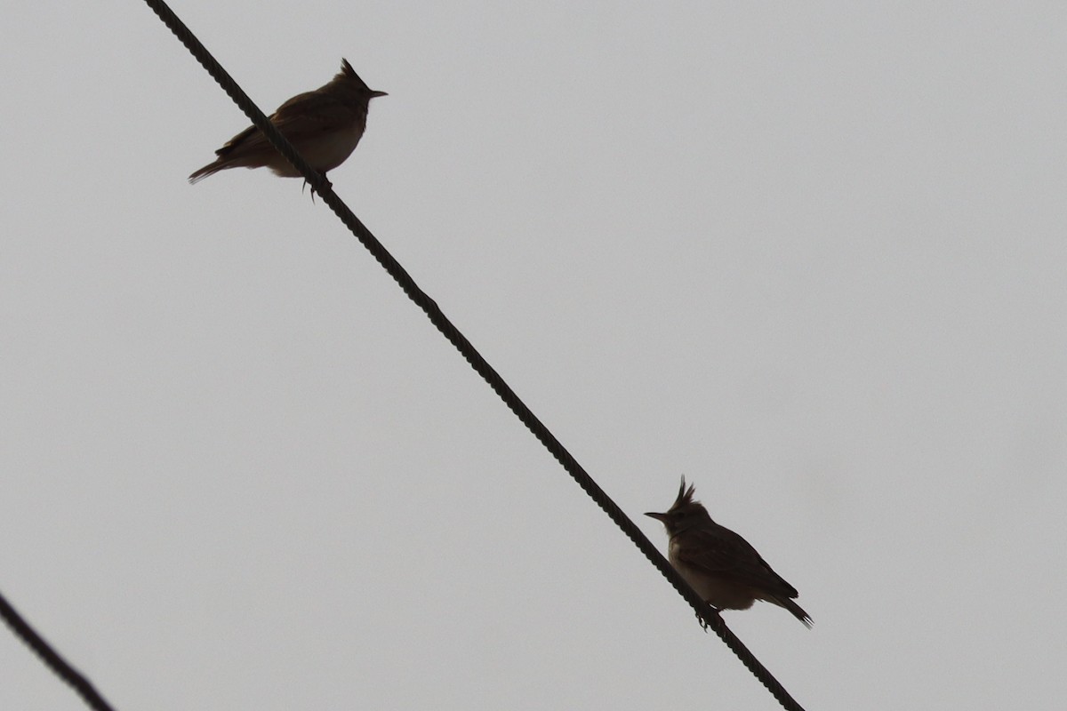 עפרוני מצויץ - ML644451300