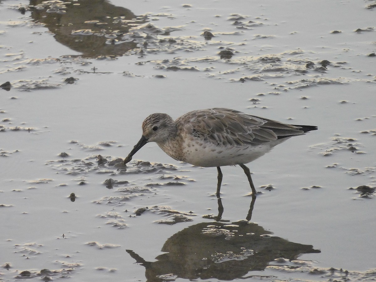 オバシギ - ML644451305