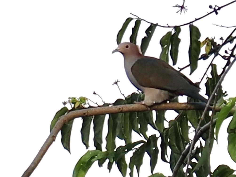 Green Imperial-Pigeon (Rufous-naped) - ML644451308