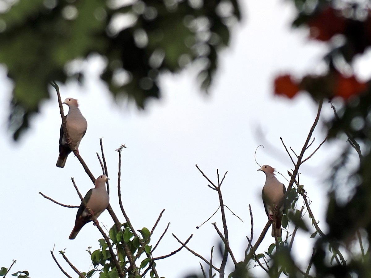 Green Imperial-Pigeon (Rufous-naped) - ML644451309