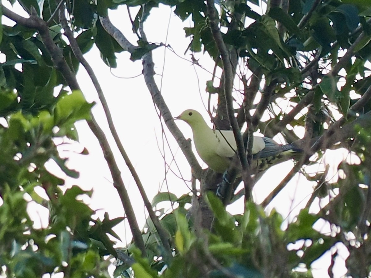 Silver-tipped Imperial-Pigeon - ML644451319