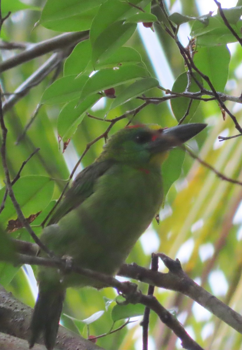 Red-throated Barbet - ML644451322