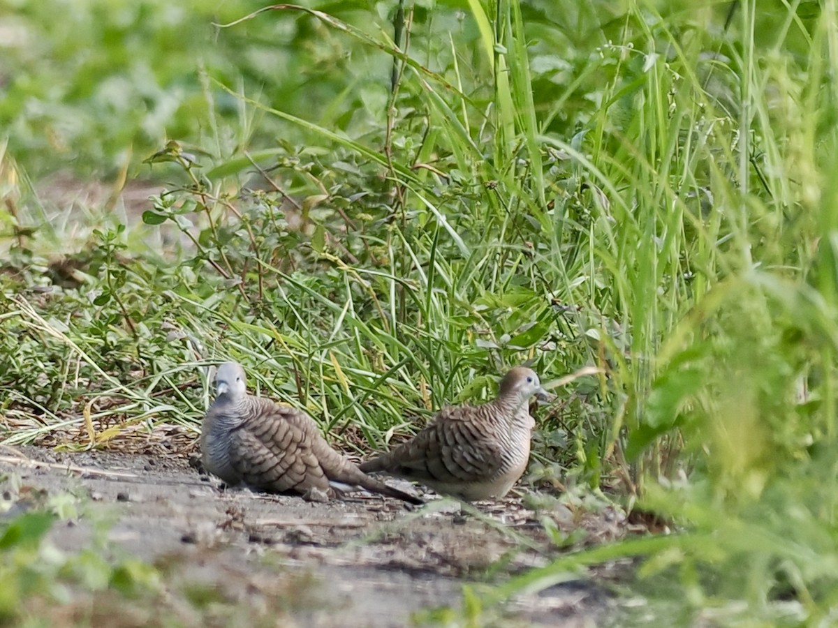 Zebra Dove - ML644451327