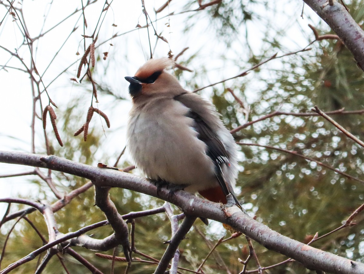 黃連雀 - ML644451329