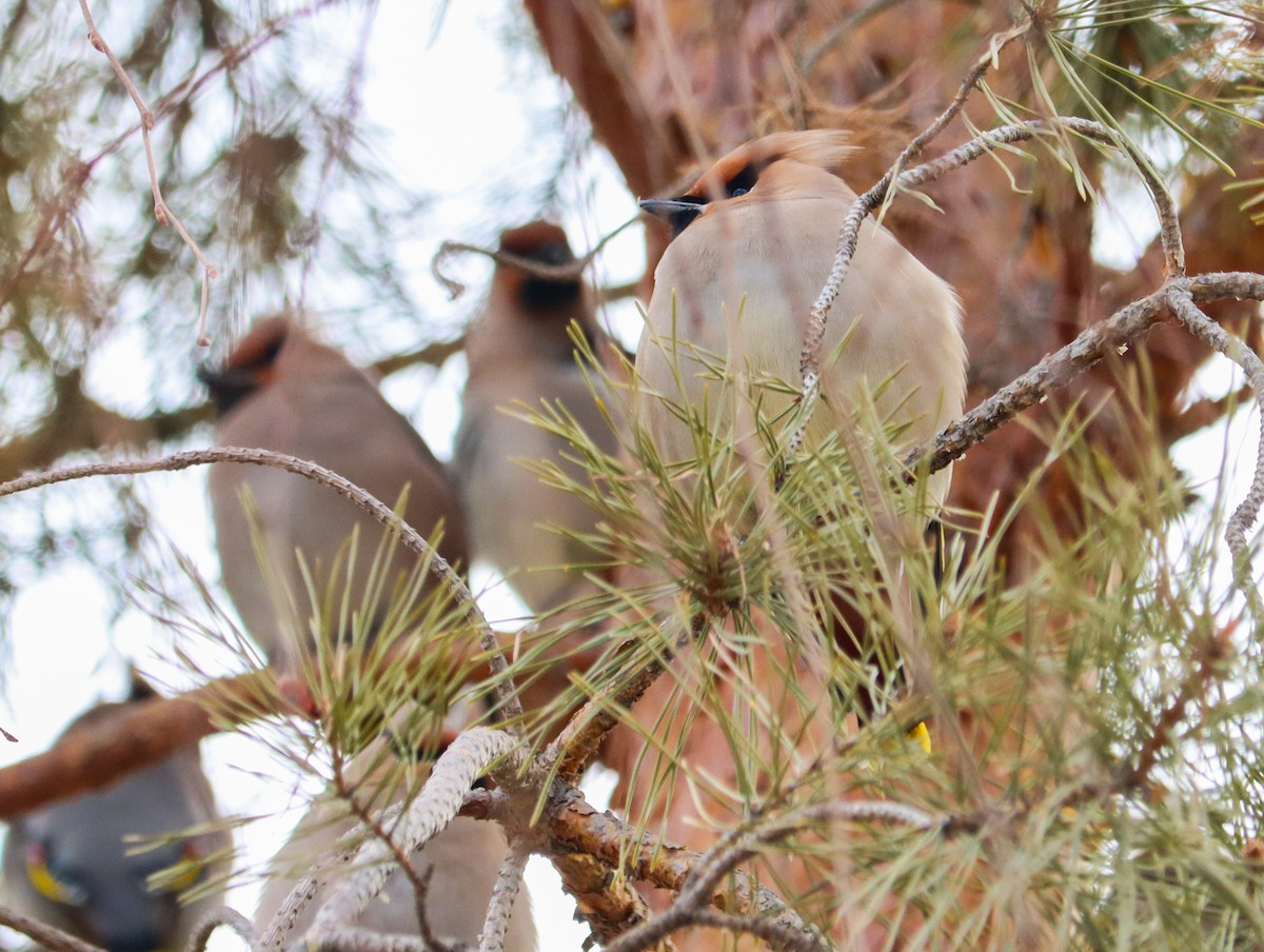 黃連雀 - ML644451330