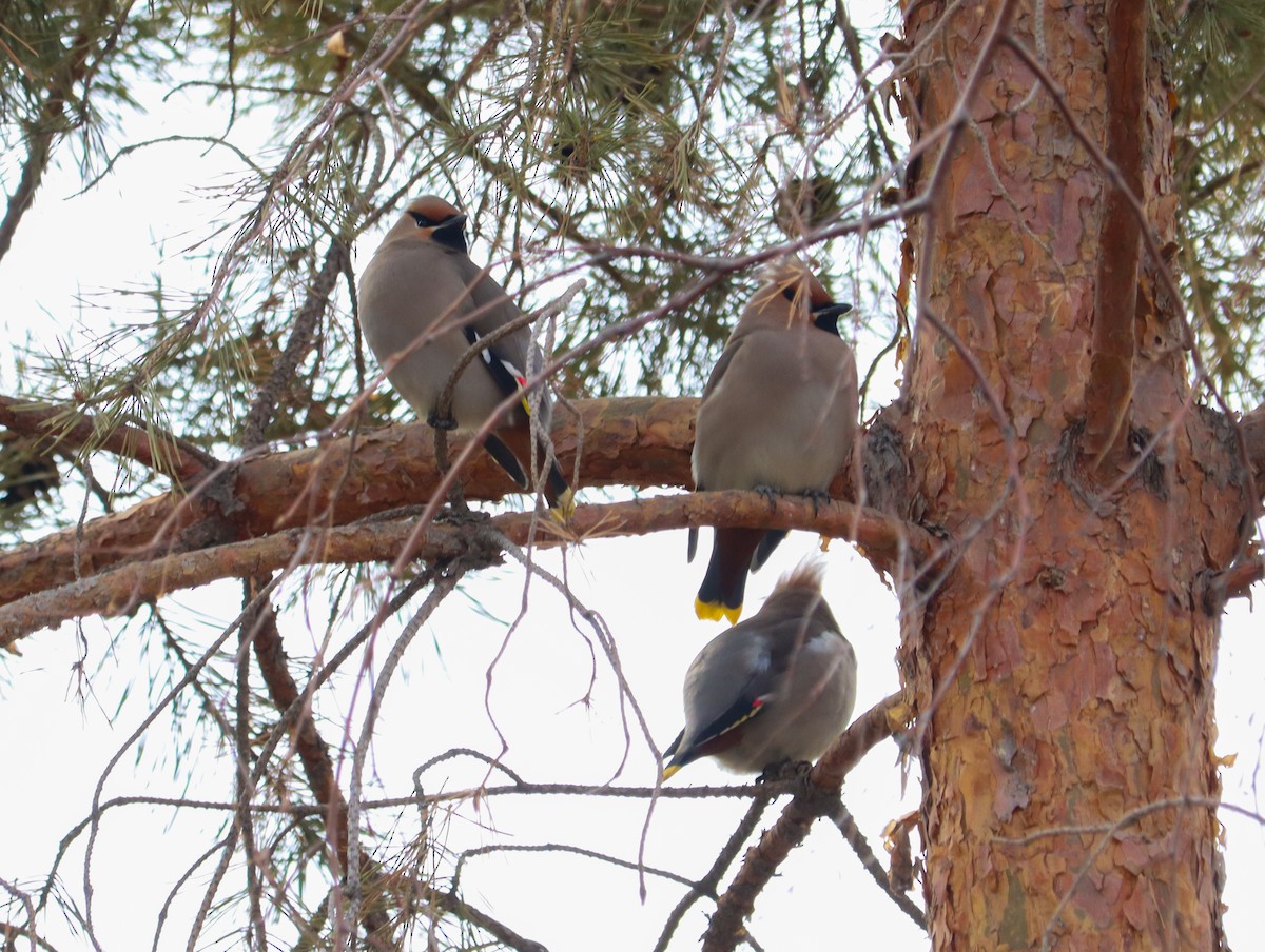 黃連雀 - ML644451331