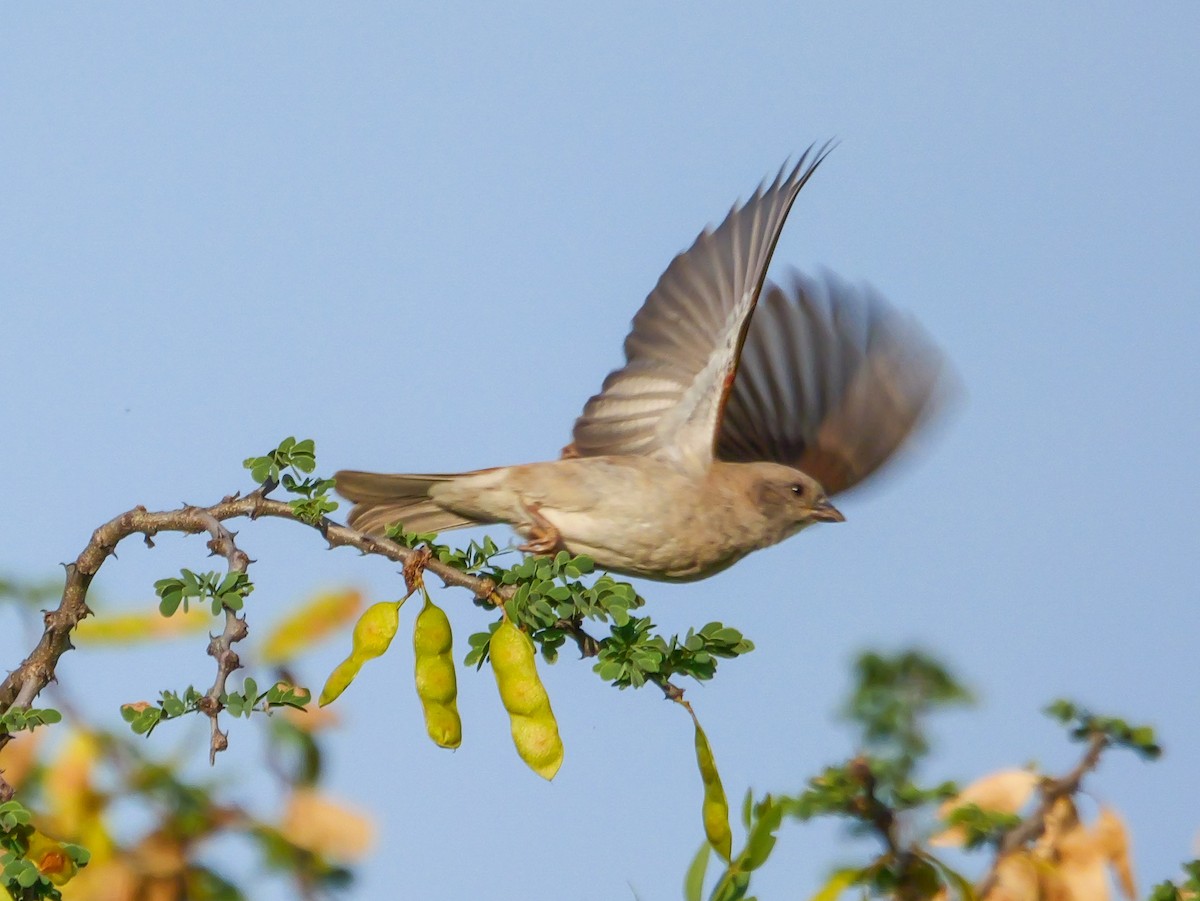 Горобець блідий - ML644451332