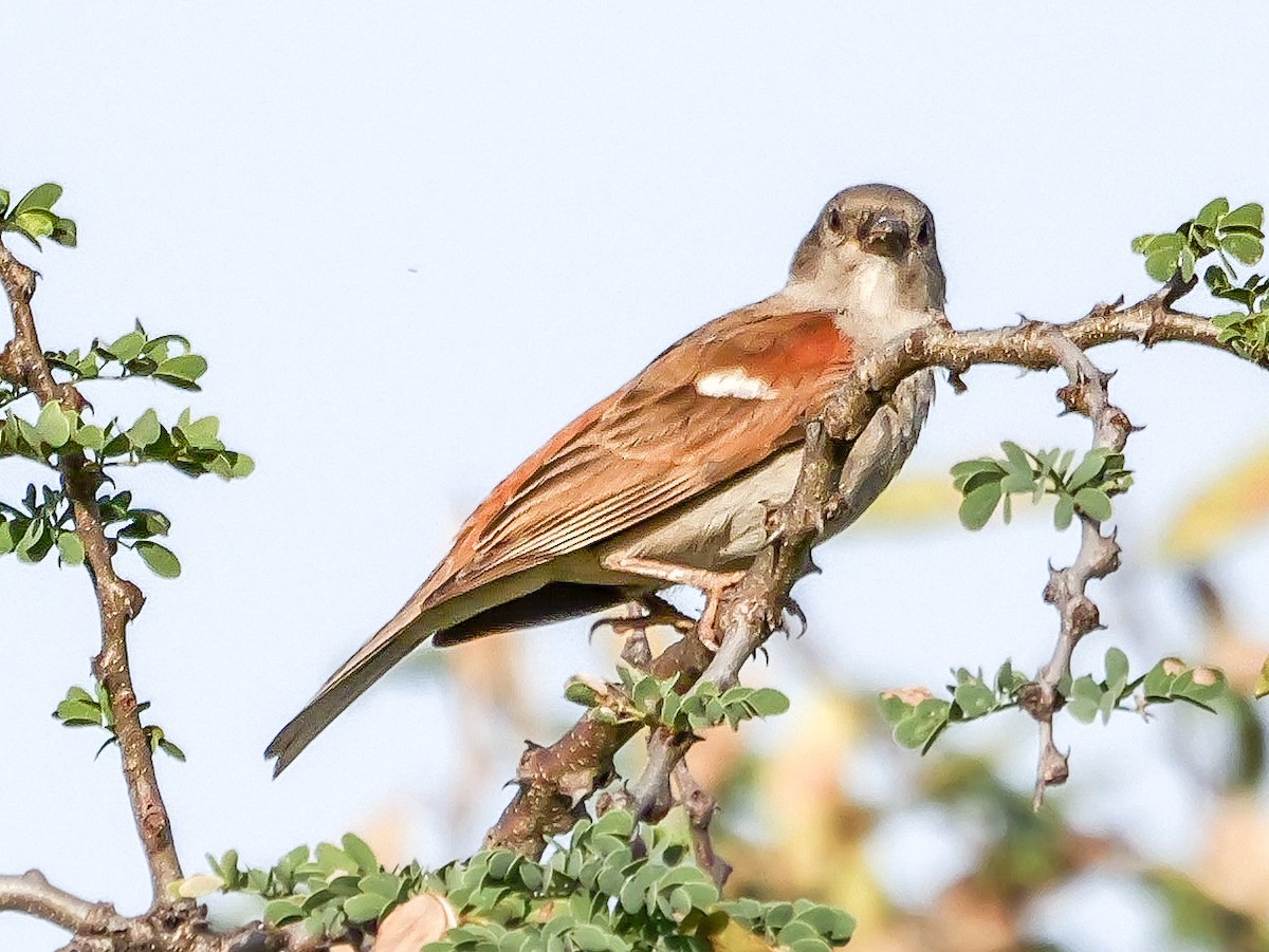 Горобець блідий - ML644451333