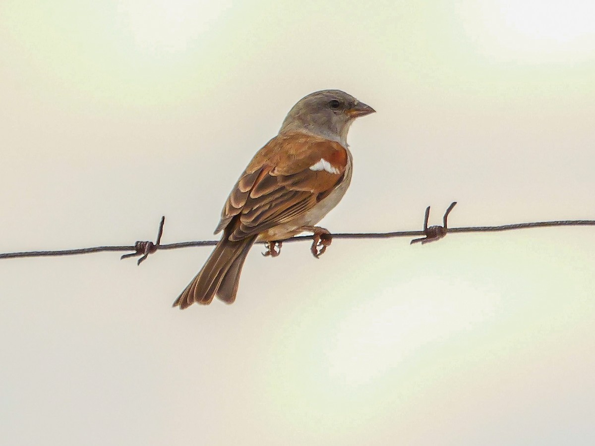 Горобець блідий - ML644451334