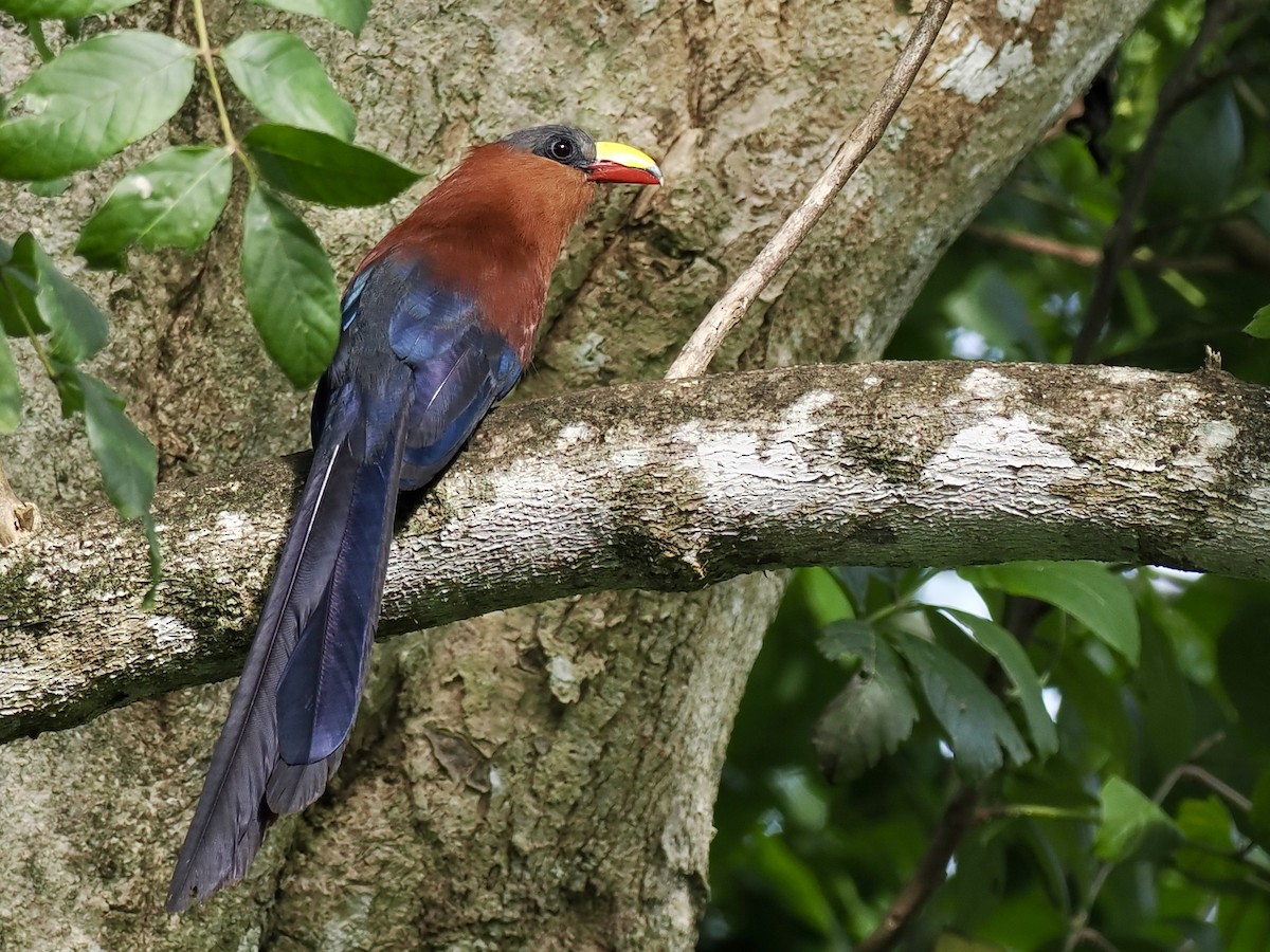 Yellow-billed Malkoha - ML644451345