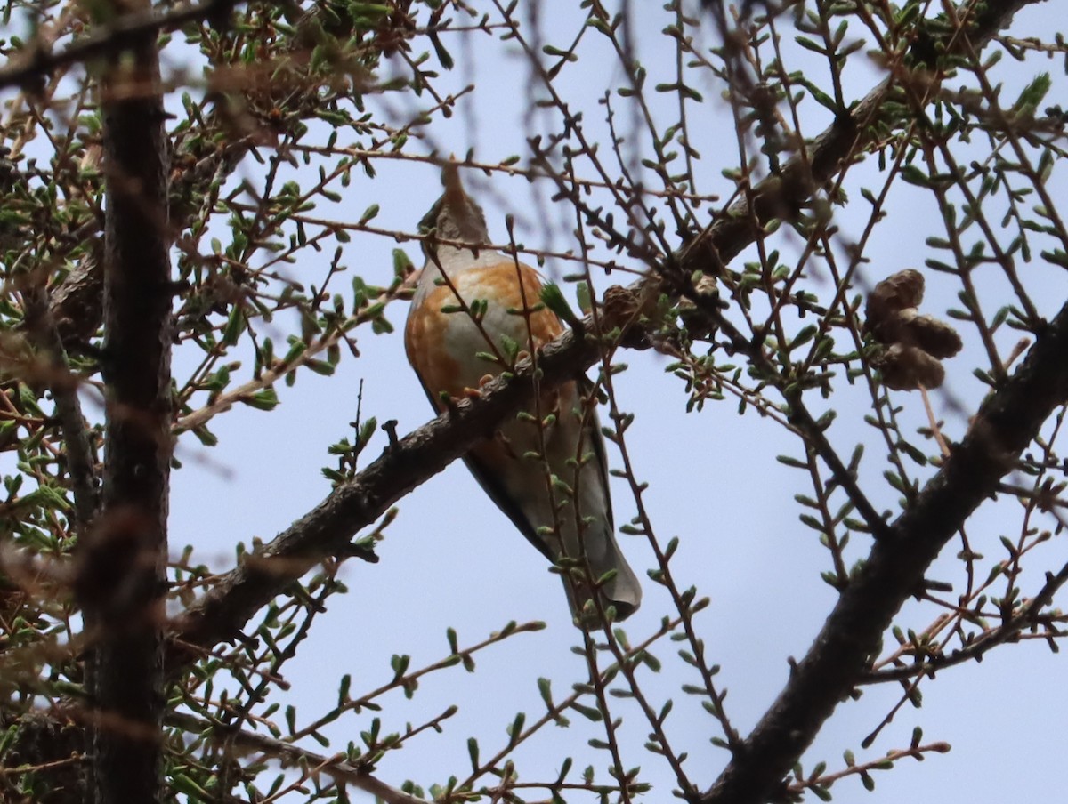 Birigarro gorrizta - ML644451348