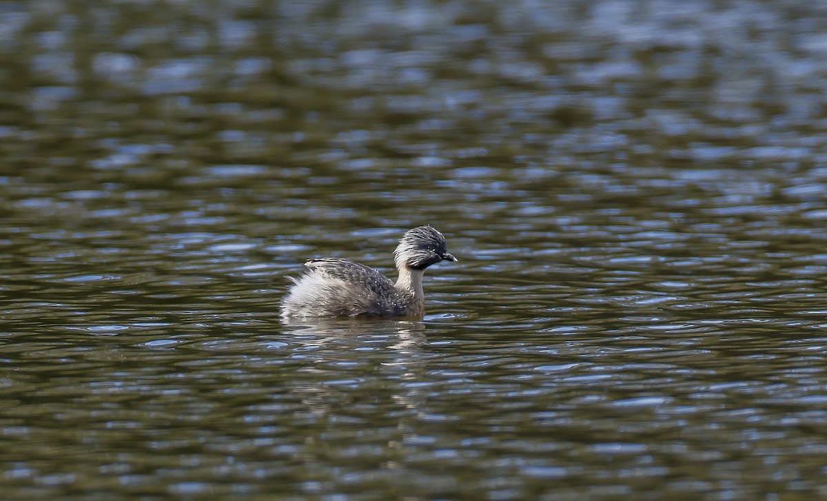 Haarschopftaucher - ML644451349