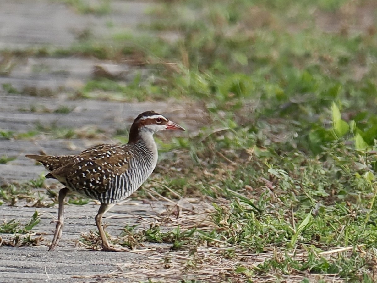 Buff-banded Rail - ML644451354