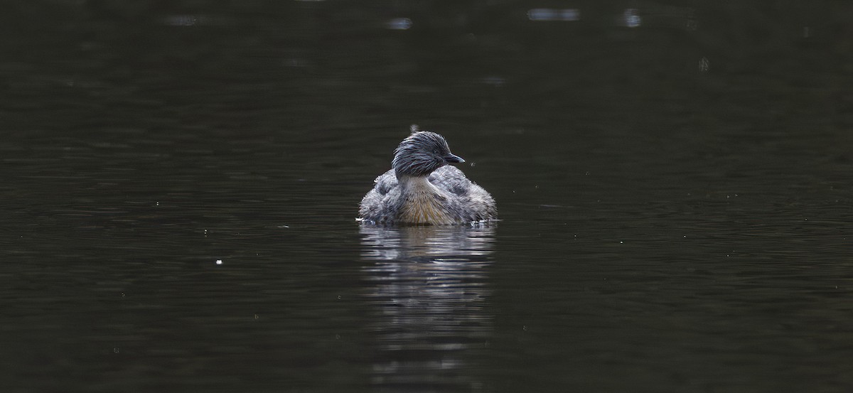 Haarschopftaucher - ML644451363