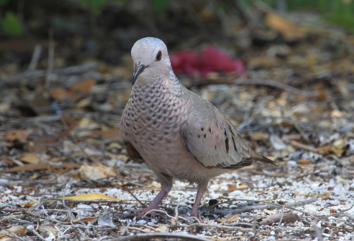 Common Ground Dove - ML644451364