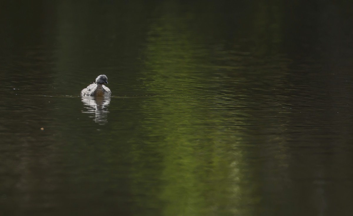 Haarschopftaucher - ML644451378